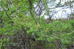 Dalbergia coromandeliana